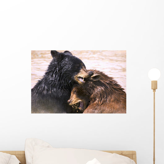 Bears In Water Wall Mural