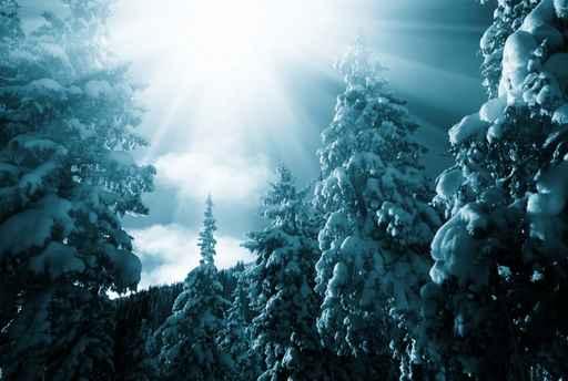 Winter Forest Wall Decal