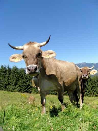 Real Cows 32 Wall Mural