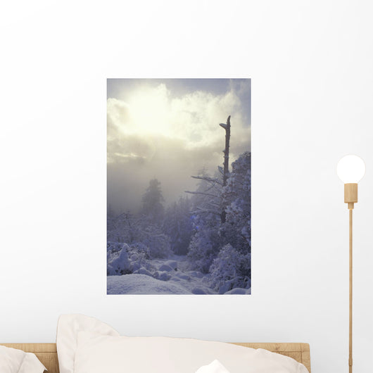 Snow Covered Trees, Vancouver, British Columbia, Canada Wall Mural