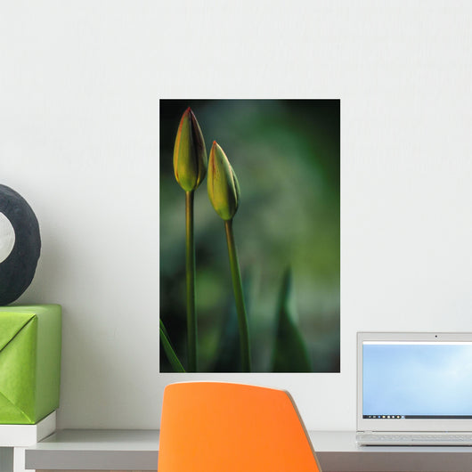 Closed Tulips Wall Mural