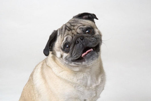 Pug Dog Smiling Wall Decal