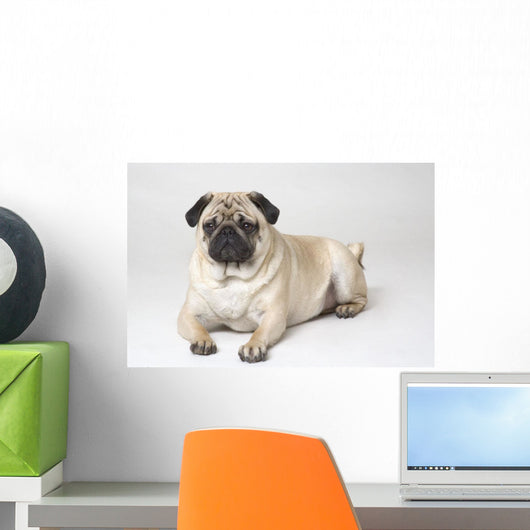 Portrait Of A Pug Dog Wall Mural