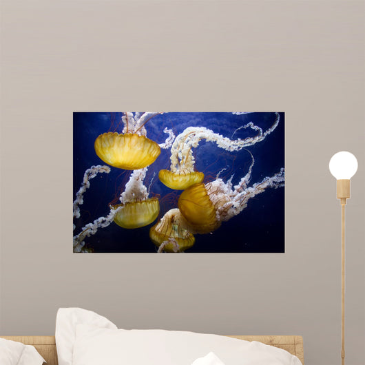 Sea Nettles Swimming