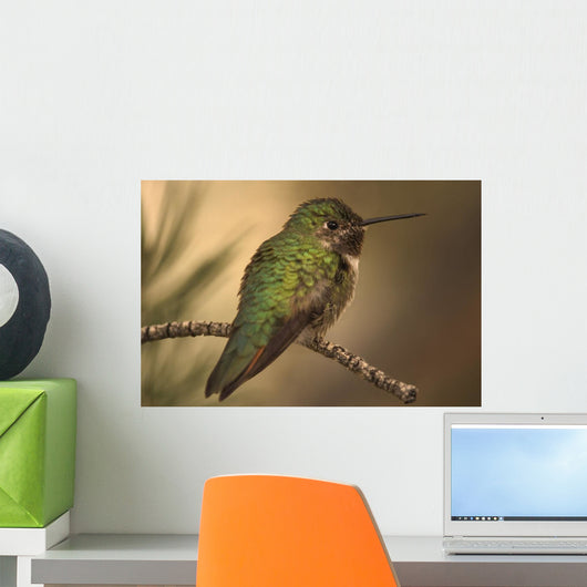 Humming Bird On Branch Wall Mural