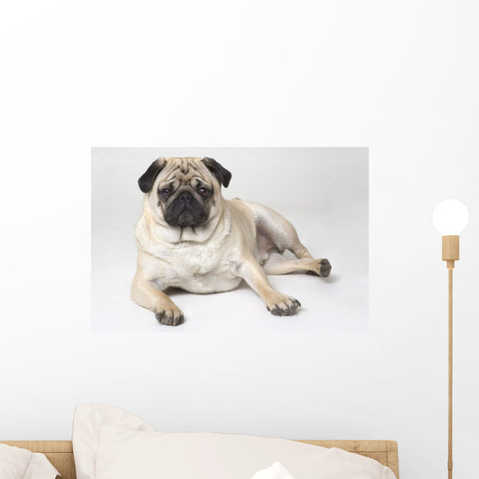 Pedigree Pug Dog Wall Mural