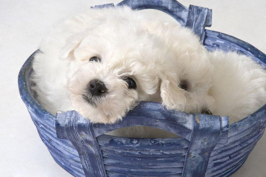 Cute White Pups Wall Mural
