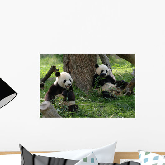 Giant Pandas in a Field Wall Mural
