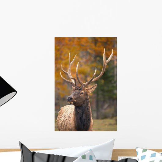 Large Elk In Jasper National Park Alberta Canada Wall Mural