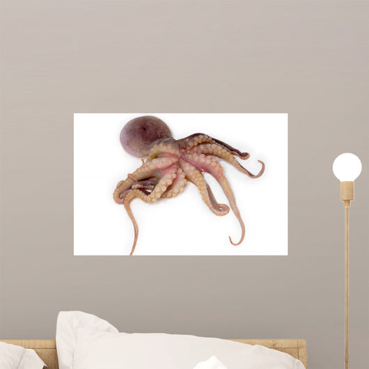 Octopus Wall Decal