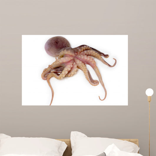 Octopus Wall Decal