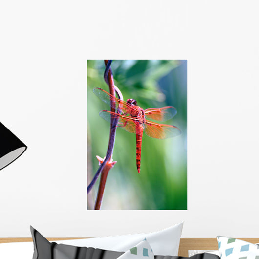 red dragonfly Wall Mural