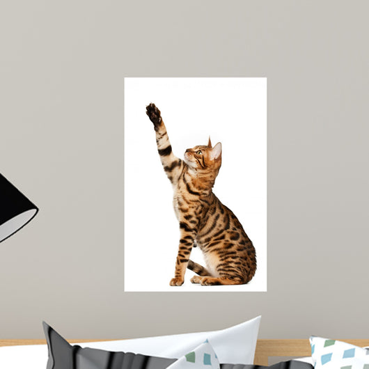 Bengal Cat