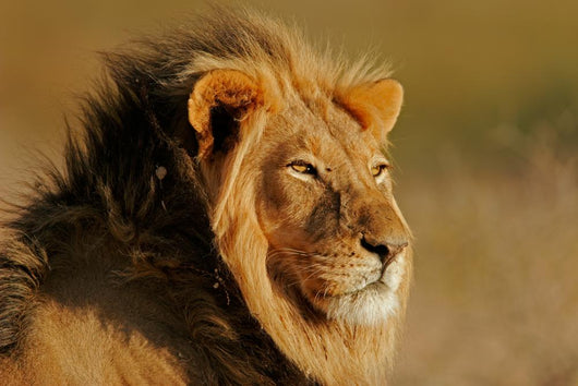 African Lion Wall Mural
