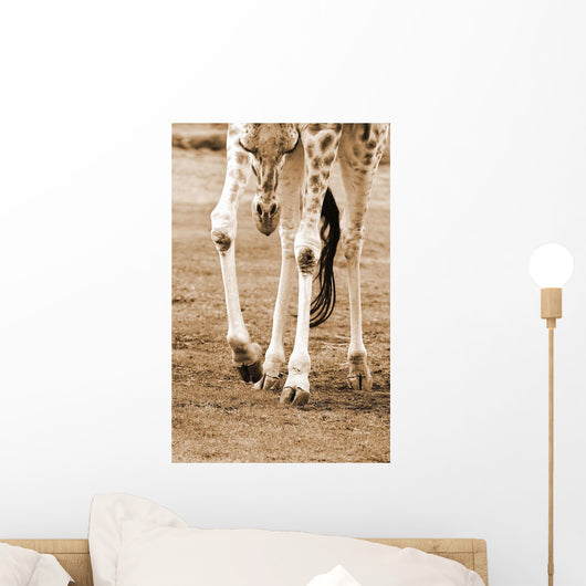 A Young Giraffe Wall Mural