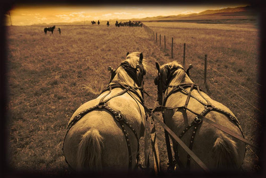 Horses Pulling Carriage Wall Mural