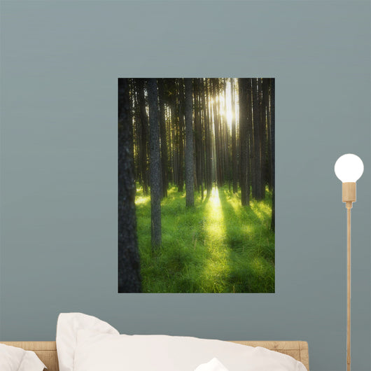 A Beautiful Wooded Area Wall Mural