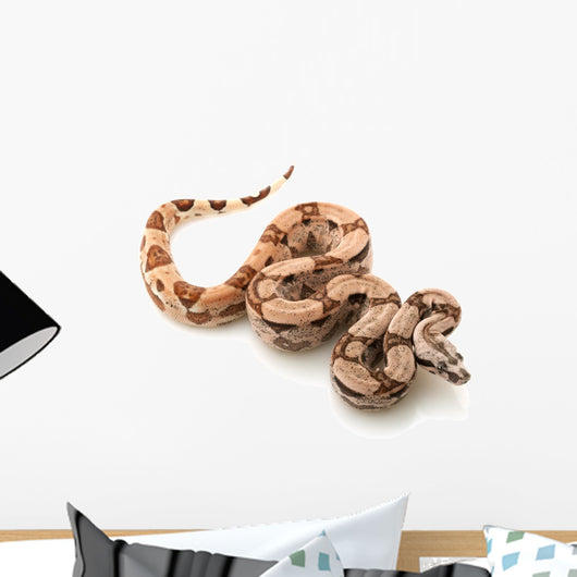 Arabesque Columbian red-tailed boa Wall Decal