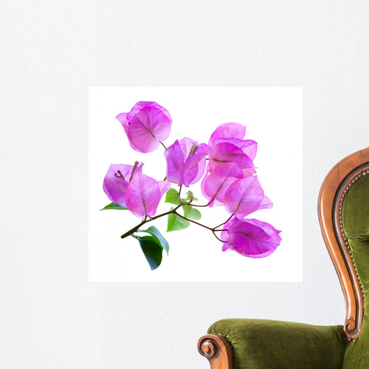 Bougainvillea