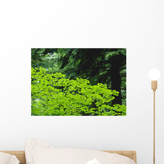 Umbrella Of Trees In Forest Wall Mural