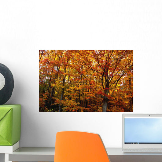 Fall Leaves On Trees Wall Mural