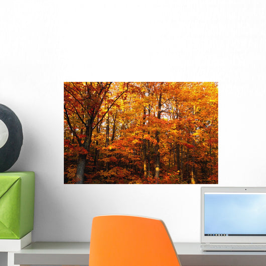 A Vibrant Forest In The Fall Wall Mural