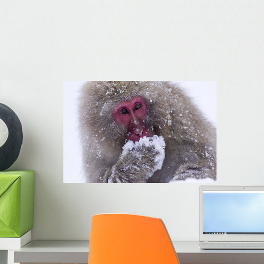 Japanese Snow Monkey Wall Mural