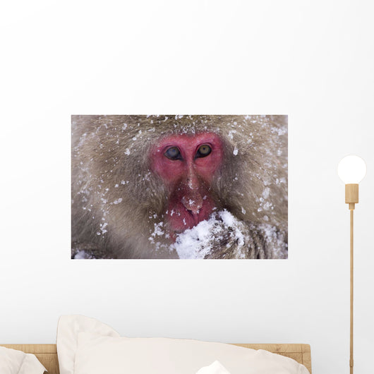 Japanese Snow Monkey Wall Mural