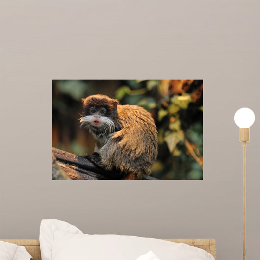 Cute Emperor Tamarin