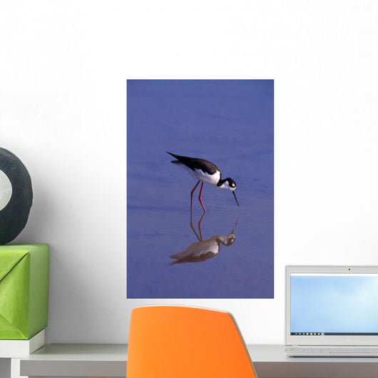 Black-Necked Stilt Bird Foraging In Water Wall Mural
