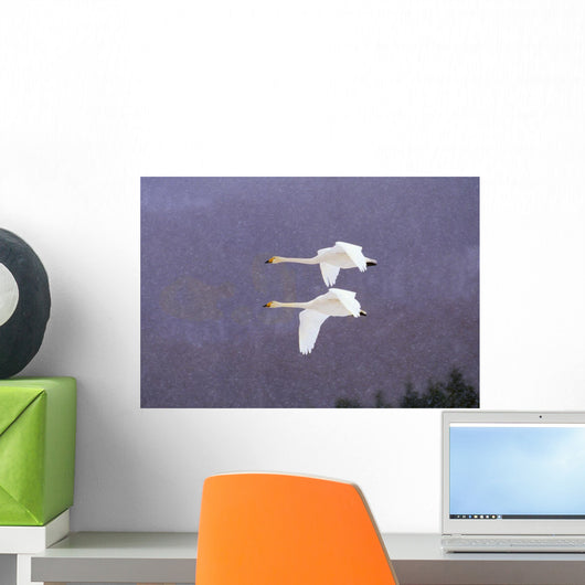 Whooper Swans Flying In Falling Snow Wall Mural
