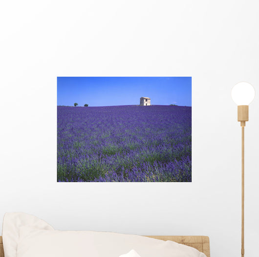 Lavender Field In Southern France Wall Mural