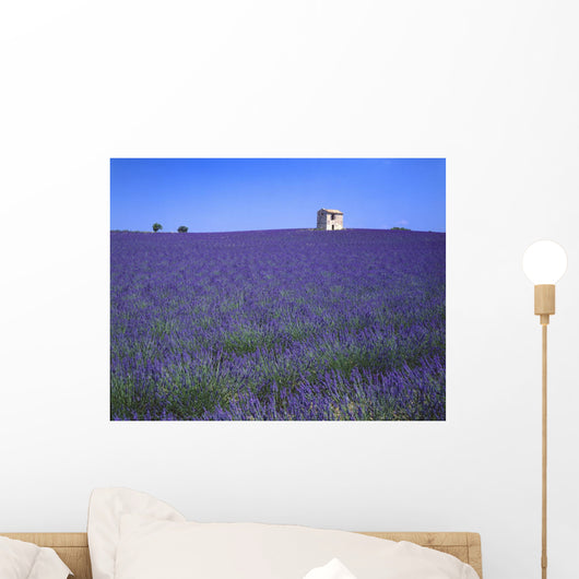 Lavender Field In Southern France Wall Mural