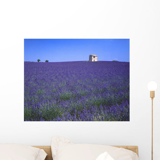 Lavender Field In Southern France Wall Mural