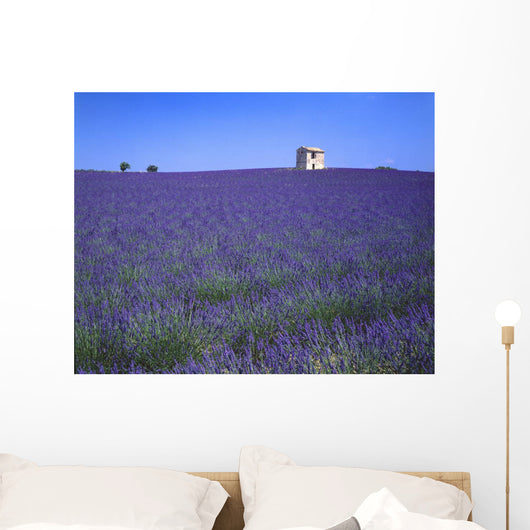 Lavender Field In Southern France Wall Mural