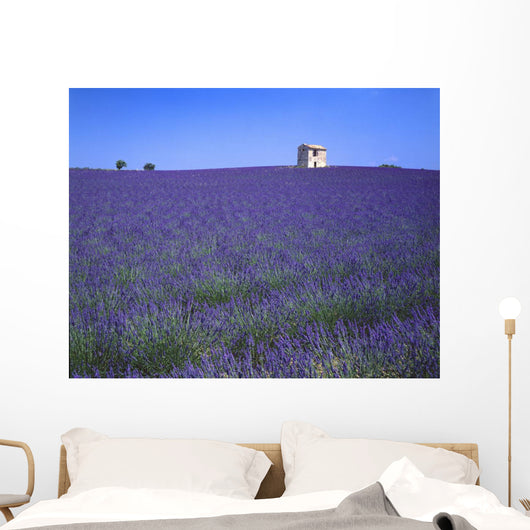 Lavender Field In Southern France Wall Mural