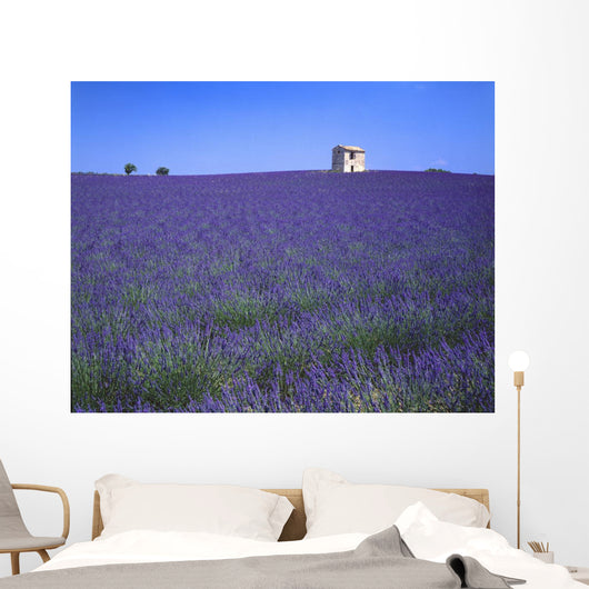 Lavender Field In Southern France Wall Mural