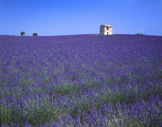 Lavender Field In Southern France Wall Mural