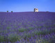 Lavender Field In Southern France Wall Mural
