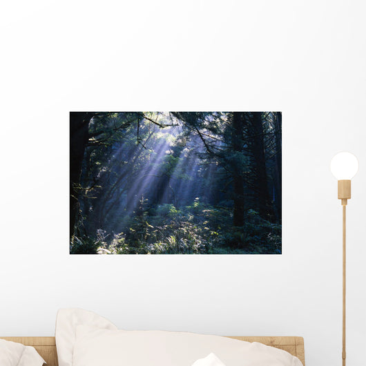 Sun Beams Through Fog And Forest Trees Wall Mural