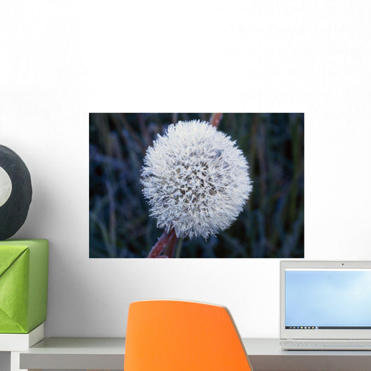 Frost On Mature Dandelion Blossom Wall Mural
