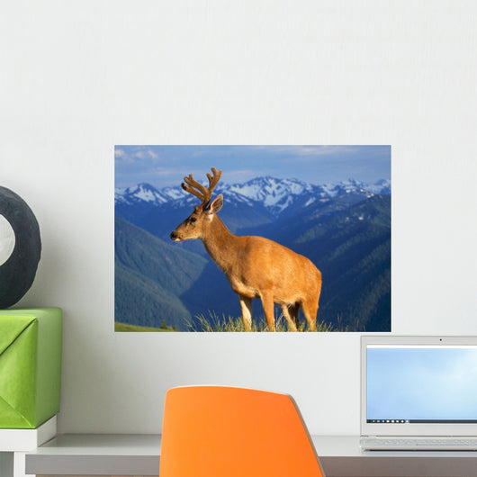 Deer With Antlers, Mountain Range In Background, Olympic National Park Wall Mural
