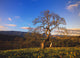 Leafless Oak Tree Wall Mural