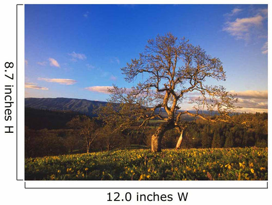 Leafless Oak Tree Wall Mural