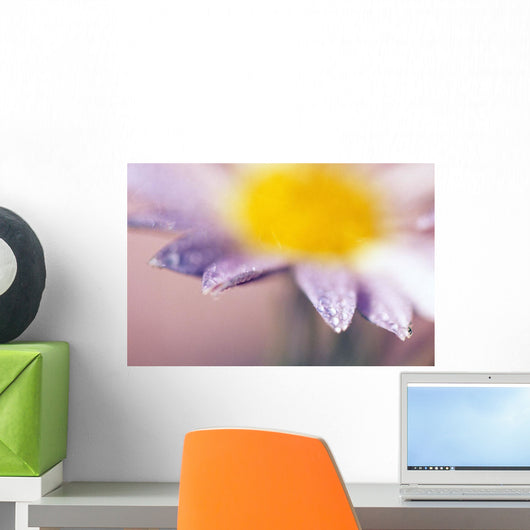 Soft-Focus Detail Of Daisy Flower With Dewdrops On Petals Wall Mural