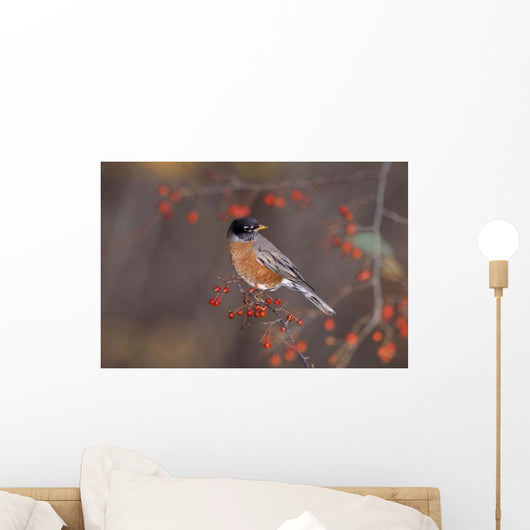 American Robin In Crab Apple Tree Wall Mural