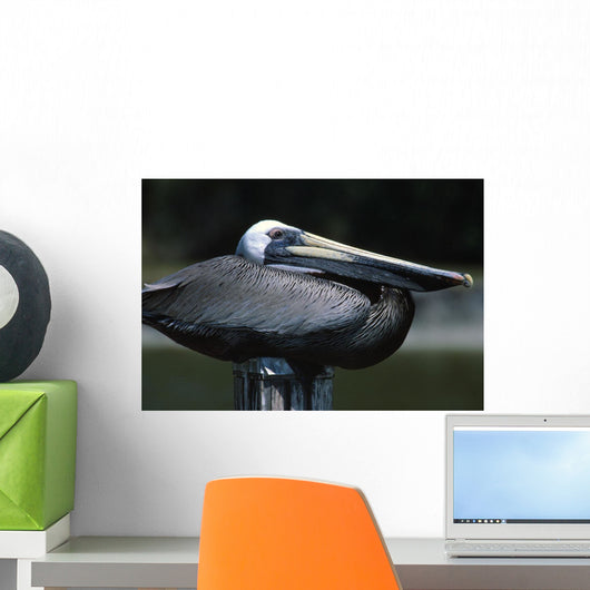 Profile Of Brown Pelican On Post Wall Mural