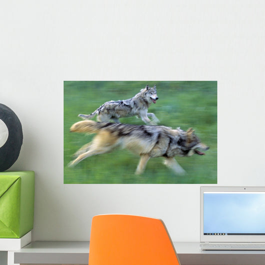 Wolves Running In Mountain Meadow, Blurred Focus Wall Mural