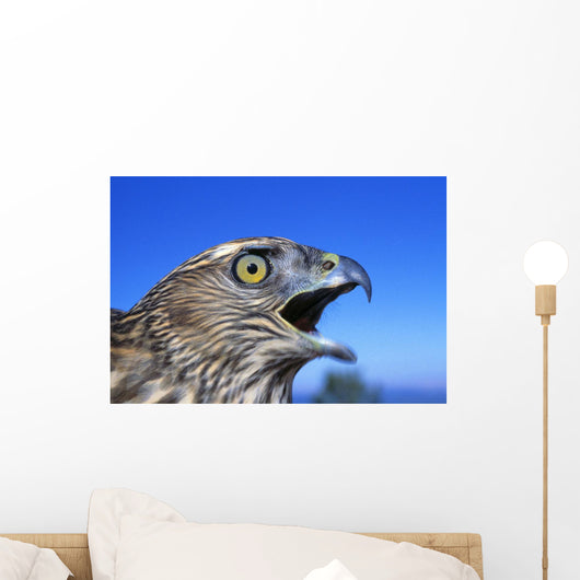 Northern Goshawk With Open Beak Wall Mural
