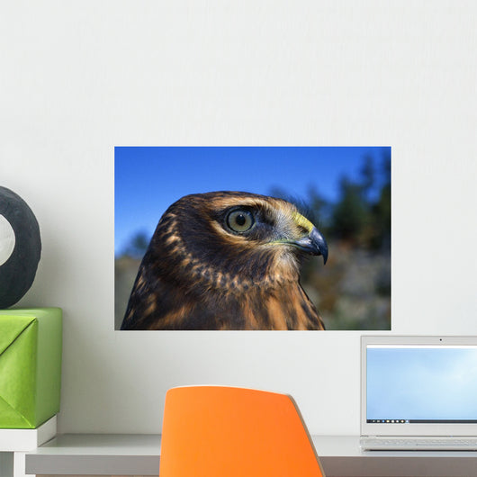Northern Harrier Raptor In Profile Wall Mural
